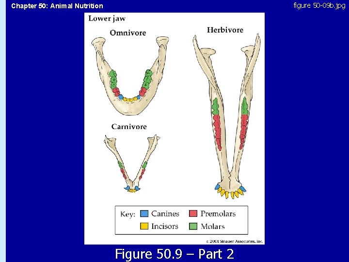 figure 50 -09 b. jpg Chapter 50: Animal Nutrition 50. 9 Figure 50. 9