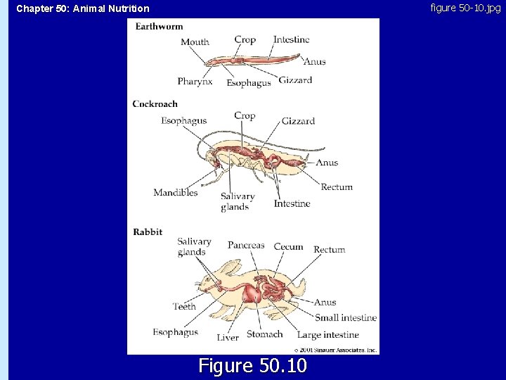 figure 50 -10. jpg Chapter 50: Animal Nutrition 50. 10 Figure 50. 10 