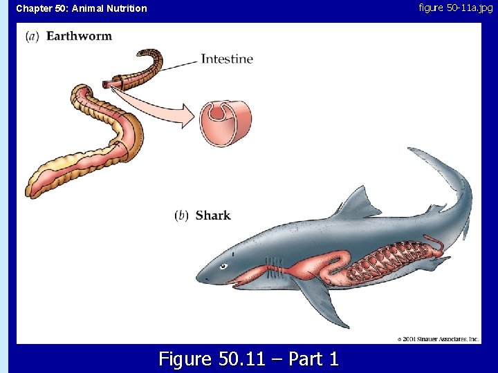 figure 50 -11 a. jpg Chapter 50: Animal Nutrition 50. 11 Figure 50. 11