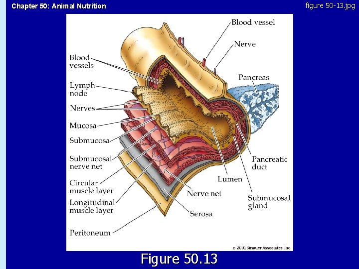 figure 50 -13. jpg Chapter 50: Animal Nutrition 50. 13 Figure 50. 13 