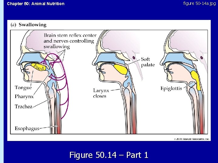 figure 50 -14 a. jpg Chapter 50: Animal Nutrition 50. 14 Figure 50. 14