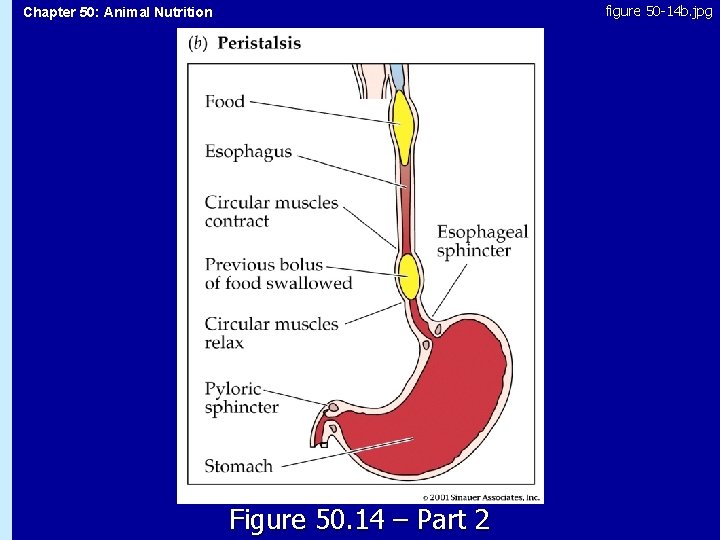 figure 50 -14 b. jpg Chapter 50: Animal Nutrition 50. 14 Figure 50. 14