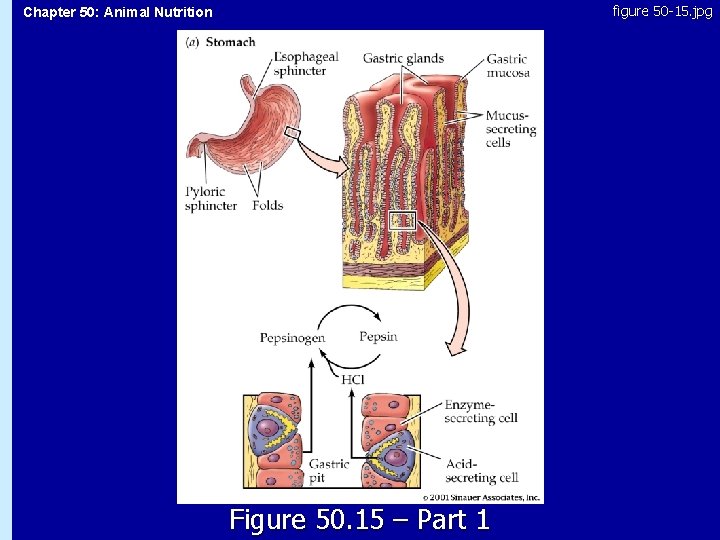 figure 50 -15. jpg Chapter 50: Animal Nutrition 50. 15 Figure 50. 15 –