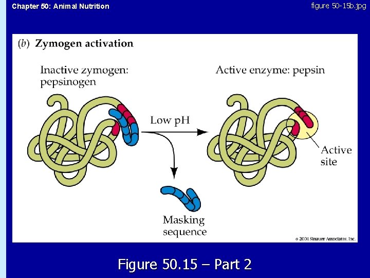 figure 50 -15 b. jpg Chapter 50: Animal Nutrition 50. 15 Figure 50. 15