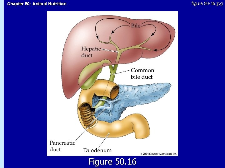 figure 50 -16. jpg Chapter 50: Animal Nutrition 50. 16 Figure 50. 16 