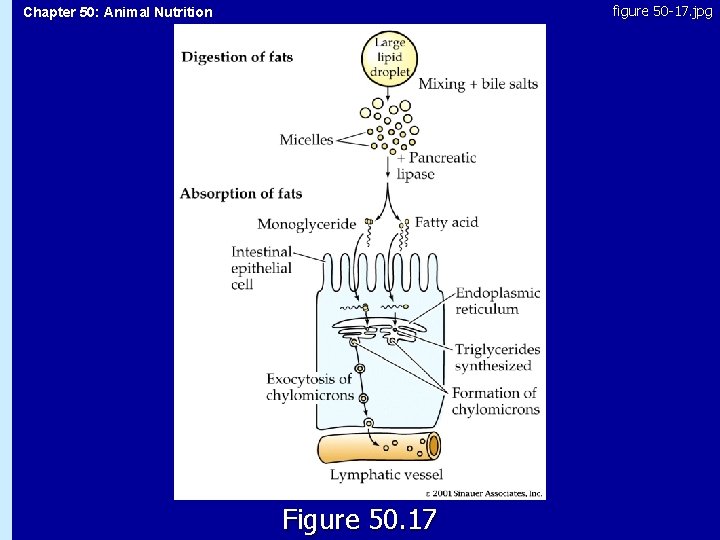 figure 50 -17. jpg Chapter 50: Animal Nutrition 50. 17 Figure 50. 17 