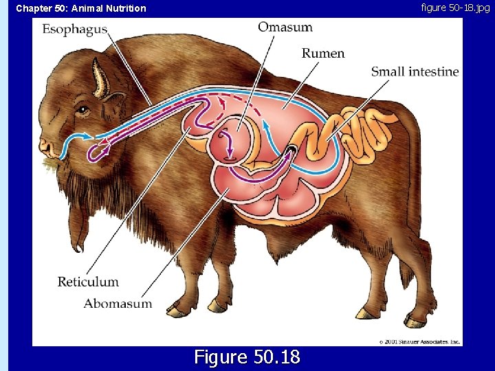 figure 50 -18. jpg Chapter 50: Animal Nutrition 50. 18 Figure 50. 18 