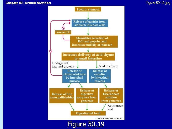 figure 50 -19. jpg Chapter 50: Animal Nutrition 50. 19 Figure 50. 19 