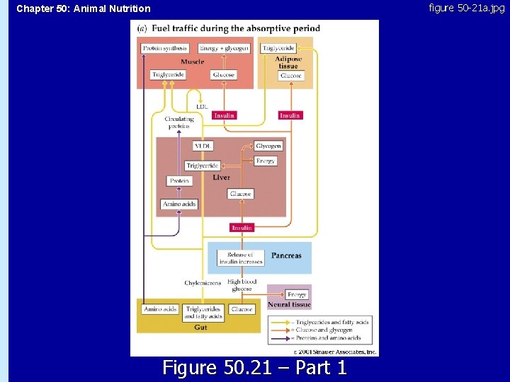 figure 50 -21 a. jpg Chapter 50: Animal Nutrition 50. 21 Figure 50. 21