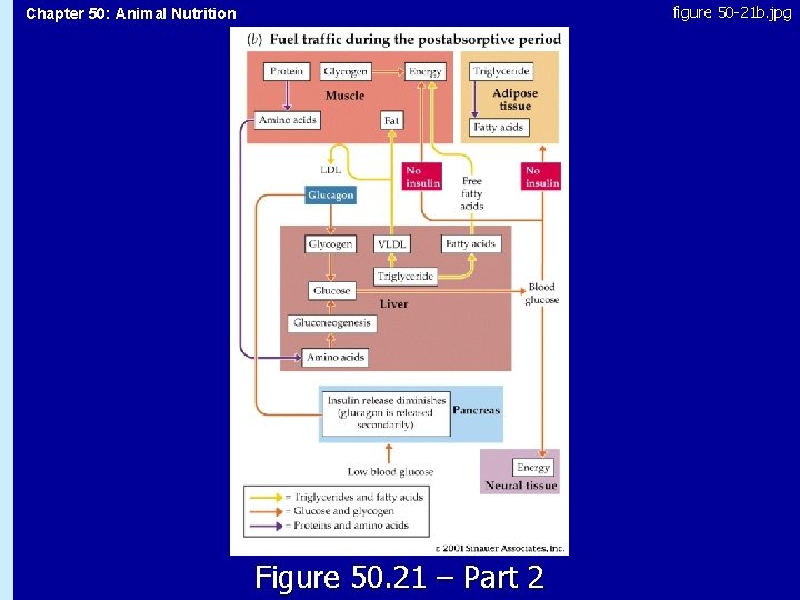 figure 50 -21 b. jpg Chapter 50: Animal Nutrition 50. 21 Figure 50. 21