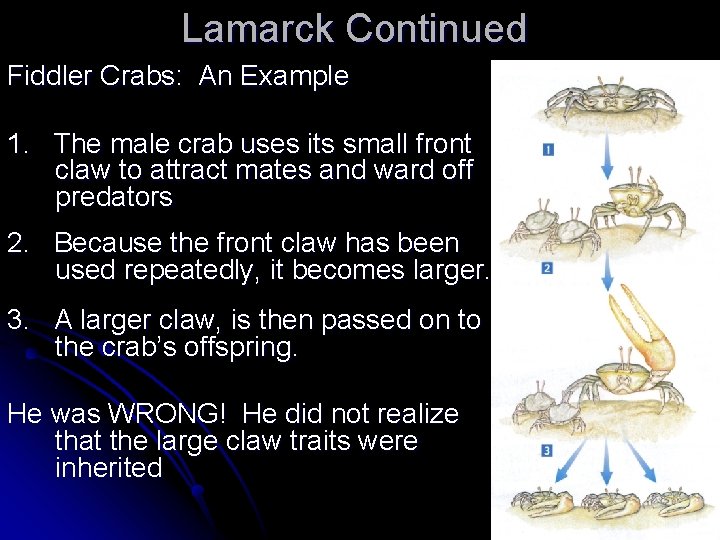 Lamarck Continued Fiddler Crabs: An Example 1. The male crab uses its small front