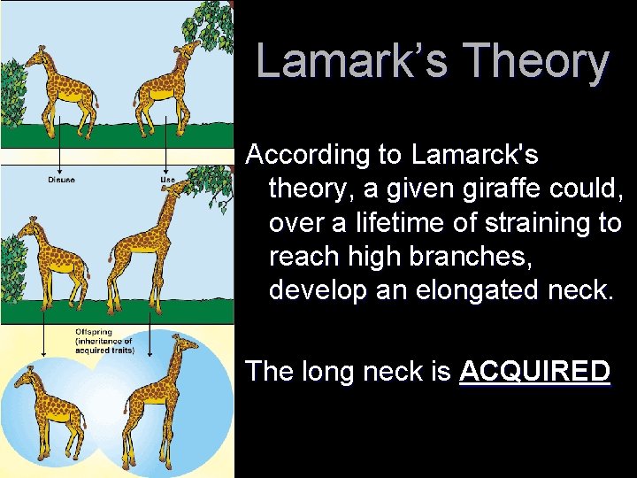 Lamark’s Theory According to Lamarck's theory, a given giraffe could, over a lifetime of