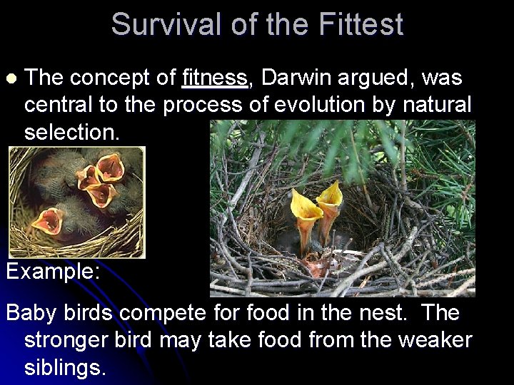 Survival of the Fittest l The concept of fitness, Darwin argued, was central to