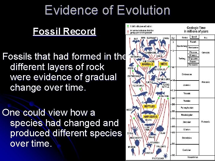 Evidence of Evolution Fossil Record Fossils that had formed in the different layers of