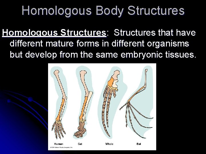 Homologous Body Structures Homologous Structures: Structures that have different mature forms in different organisms