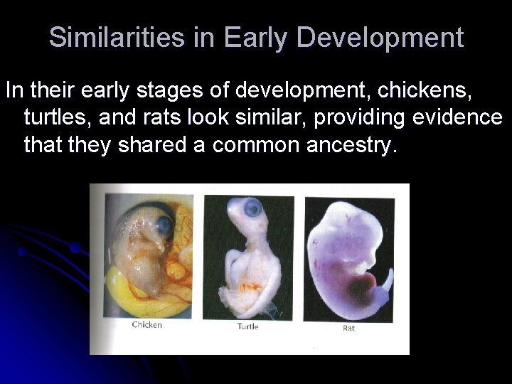 Similarities in Early Development In their early stages of development, chickens, turtles, and rats