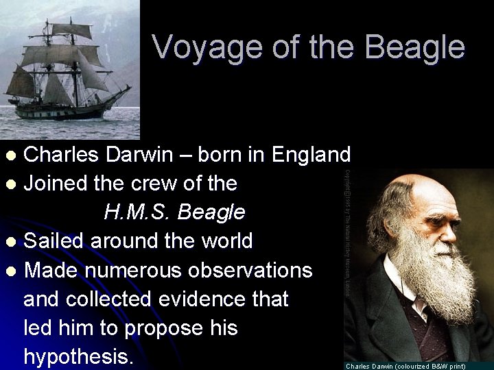 Voyage of the Beagle Charles Darwin – born in England l Joined the crew