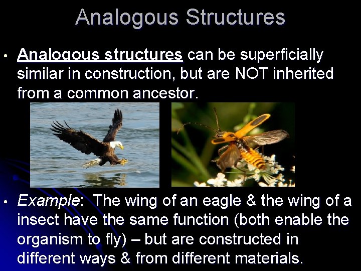Analogous Structures • Analogous structures can be superficially similar in construction, but are NOT