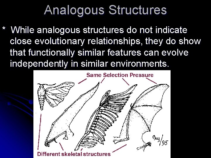 Analogous Structures * While analogous structures do not indicate close evolutionary relationships, they do