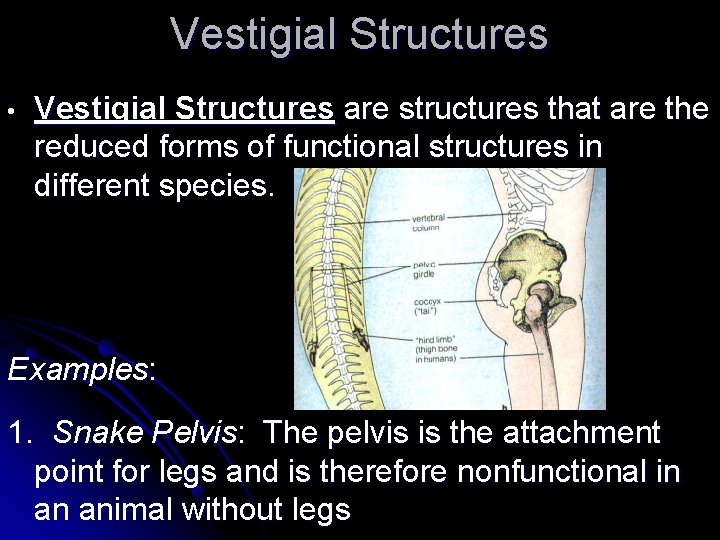 Vestigial Structures • Vestigial Structures are structures that are the reduced forms of functional