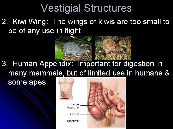 Vestigial Structures 2. Kiwi Wing: The wings of kiwis are too small to be