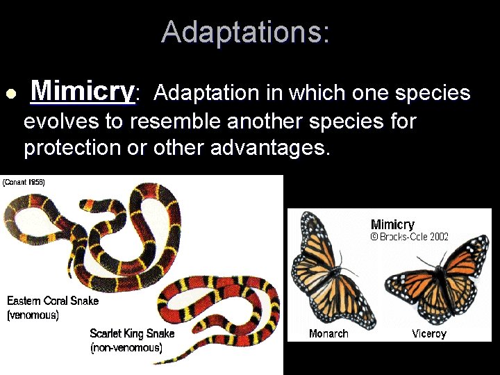 Adaptations: l Mimicry: Adaptation in which one species evolves to resemble another species for