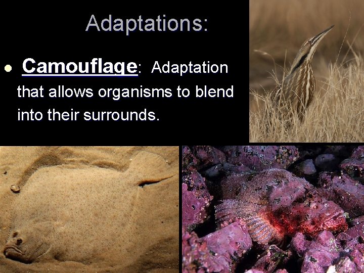 Adaptations: l Camouflage: Adaptation that allows organisms to blend into their surrounds. 