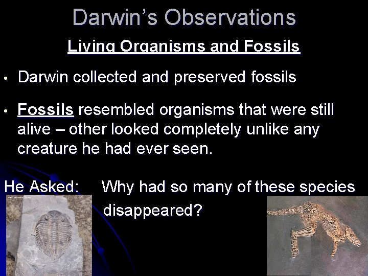 Darwin’s Observations Living Organisms and Fossils • Darwin collected and preserved fossils • Fossils