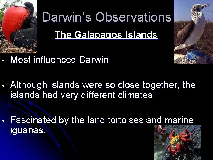 Darwin’s Observations The Galapagos Islands • Most influenced Darwin • Although islands were so