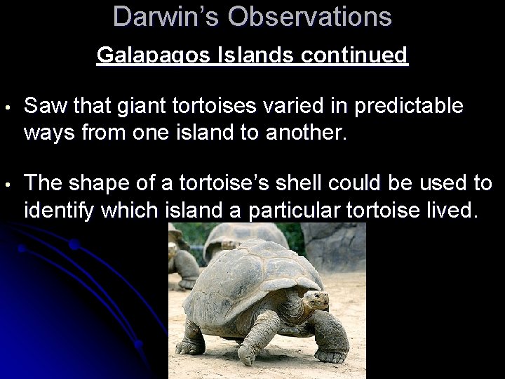 Darwin’s Observations Galapagos Islands continued • Saw that giant tortoises varied in predictable ways