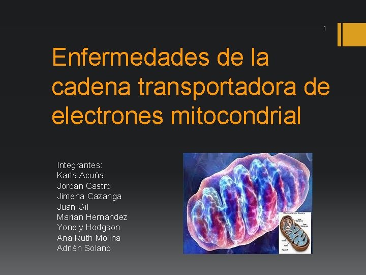 1 Enfermedades de la cadena transportadora de electrones mitocondrial Integrantes: Karla Acuña Jordan Castro