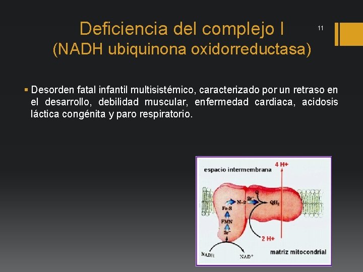 Deficiencia del complejo I 11 (NADH ubiquinona oxidorreductasa) § Desorden fatal infantil multisistémico, caracterizado