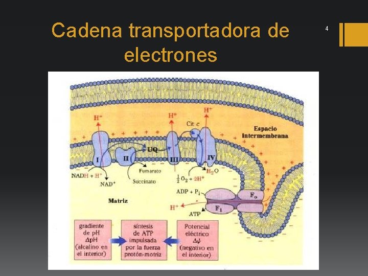 Cadena transportadora de electrones 4 