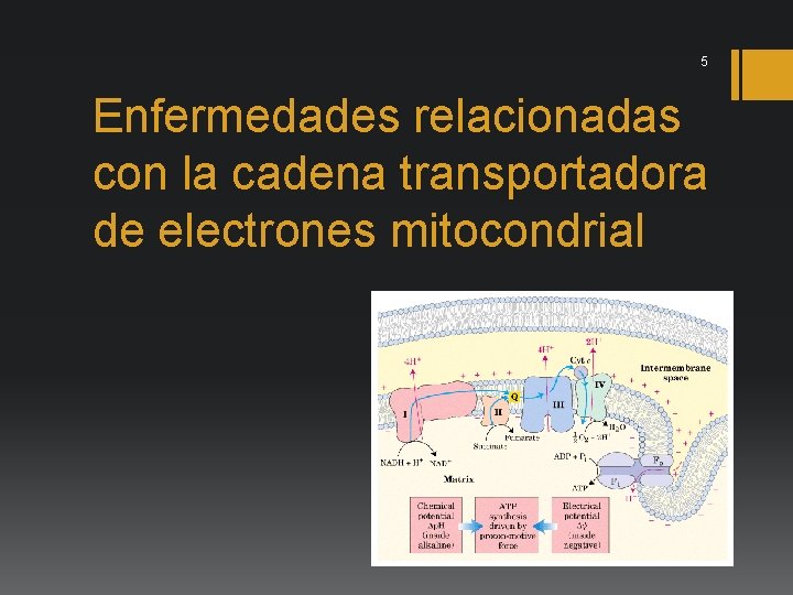 5 Enfermedades relacionadas con la cadena transportadora de electrones mitocondrial 