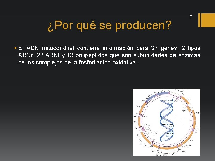 ¿Por qué se producen? 7 § El ADN mitocondrial contiene información para 37 genes: