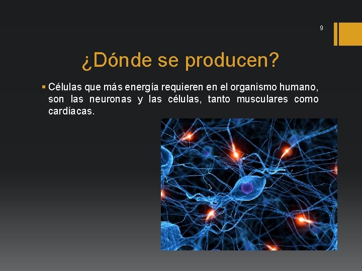 9 ¿Dónde se producen? § Células que más energía requieren en el organismo humano,