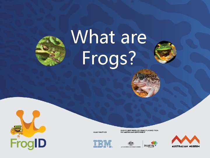 What are Frogs? 