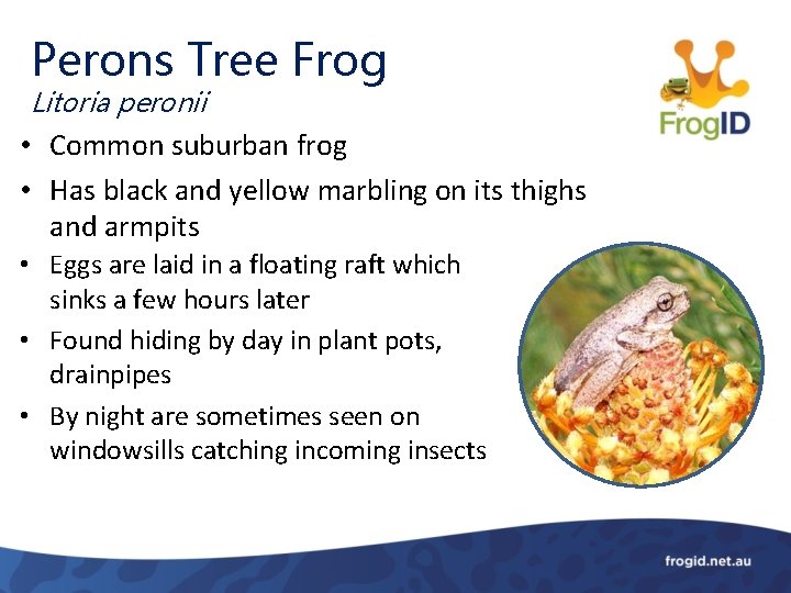 Perons Tree Frog Litoria peronii • Common suburban frog • Has black and yellow