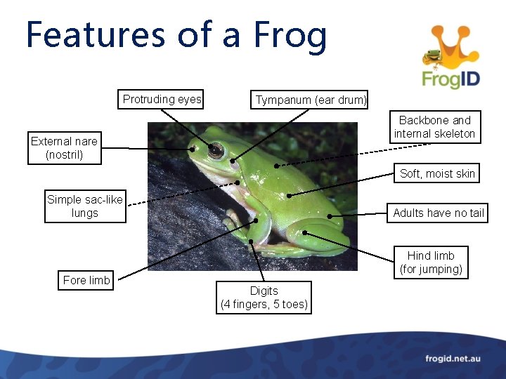 Features of a Frog Protruding eyes Tympanum (ear drum) Backbone and internal skeleton External