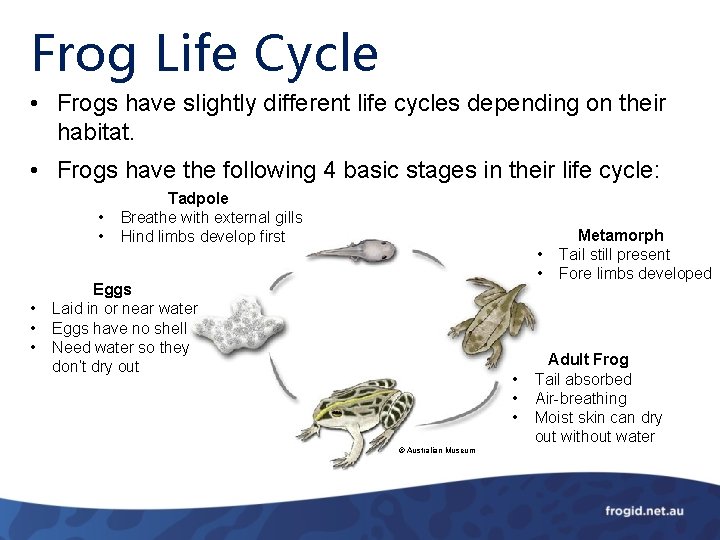 Frog Life Cycle • Frogs have slightly different life cycles depending on their habitat.