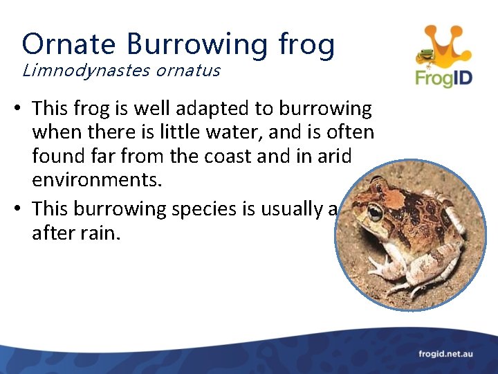 Ornate Burrowing frog Limnodynastes ornatus • This frog is well adapted to burrowing when