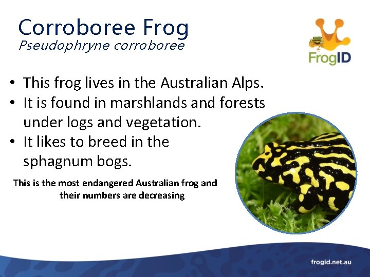Corroboree Frog Pseudophryne corroboree • This frog lives in the Australian Alps. • It