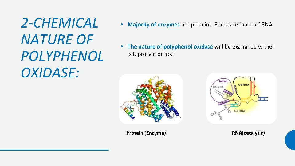 2 -CHEMICAL NATURE OF POLYPHENOL OXIDASE: • Majority of enzymes are proteins. Some are