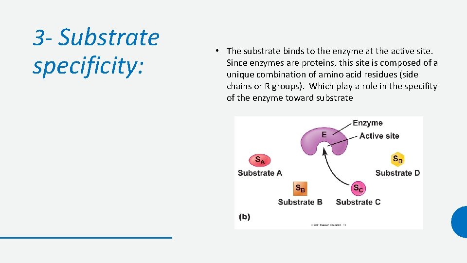 3 - Substrate specificity: • The substrate binds to the enzyme at the active