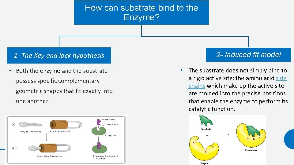 How can substrate bind to the Enzyme? 1 - The Key and lock hypothesis