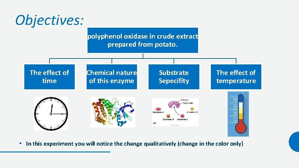 Objectives: polyphenol oxidase in crude extract prepared from potato. The effect of time Chemical