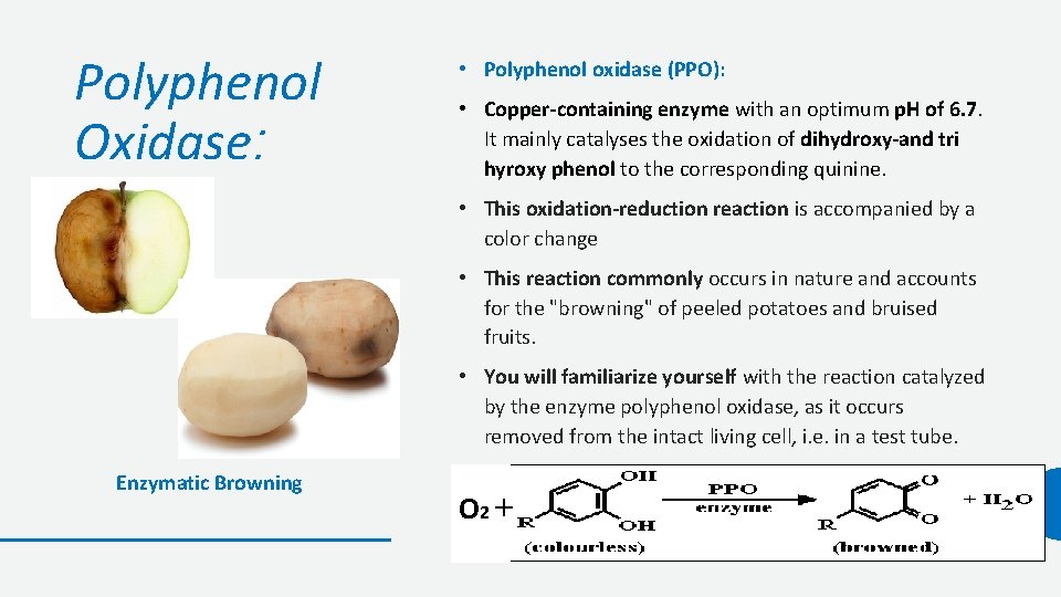 Polyphenol Oxidase: • Polyphenol oxidase (PPO): • Copper-containing enzyme with an optimum p. H