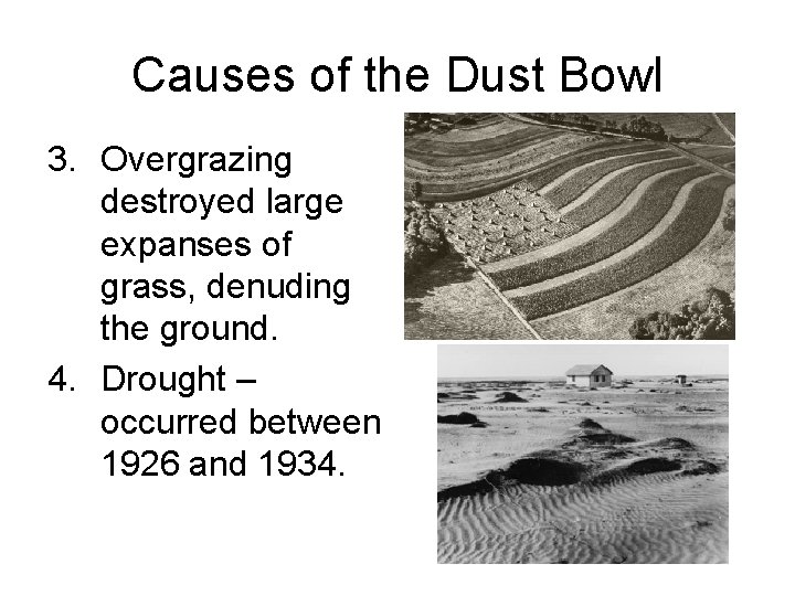 Causes of the Dust Bowl 3. Overgrazing destroyed large expanses of grass, denuding the