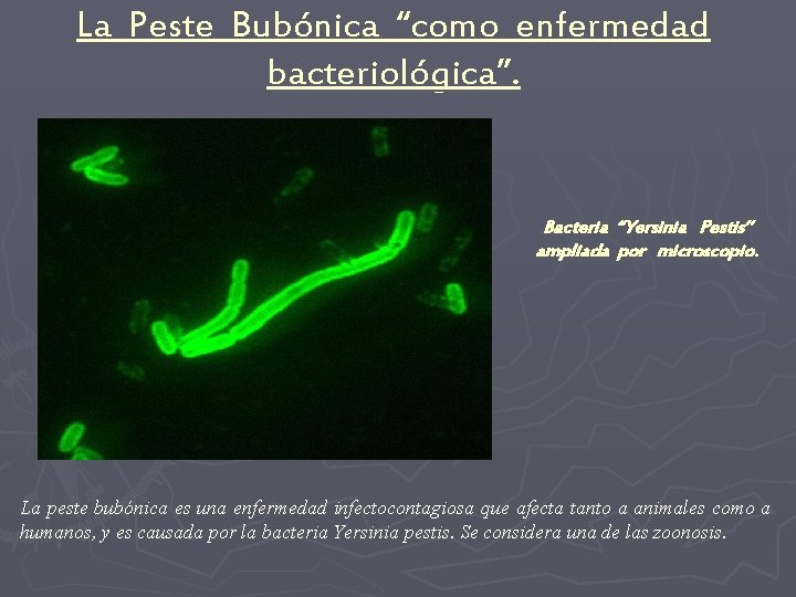 La Peste Bubónica “como enfermedad bacteriológica”. Bacteria “Yersinia Pestis” ampliada por microscopio. La peste La Peste Bubónica “como enfermedad bacteriológica”. Bacteria “Yersinia Pestis” ampliada por microscopio. La peste