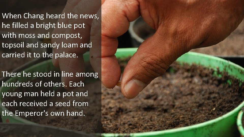 When Chang heard the news, he filled a bright blue pot with moss and When Chang heard the news, he filled a bright blue pot with moss and